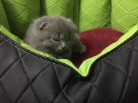 image.jpeg