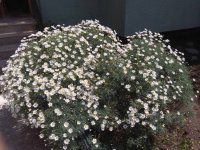 IMG_20170402_130204.jpg