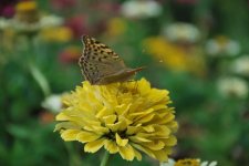 DSC_0095.jpg