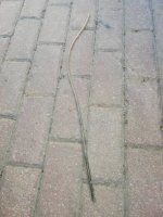 IMG_20201013_090538.jpg