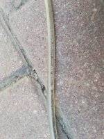IMG_20201013_090644.jpg