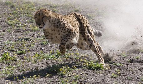 fastest-animal-on-ea-1_460x0w.jpg